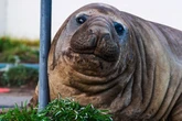 Neil the 2,200lb seal goes viral with 1.4m followers as officials warn leave him alone