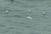Beachgoers spot mysterious sea monster swimming close to British shoreline