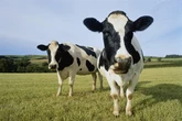 Train chaos to last seven hours as cows block railway line