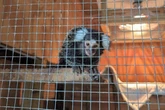 Monkey found dumped in laundry bag on London bus as mum spots animal 'jumping'