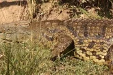 Screaming dad dragged to his death by crocodile after ignoring warning signs