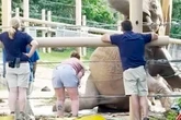 Elderly 4-tonne elephant knocked down as zoo staff praised for how they got her back up