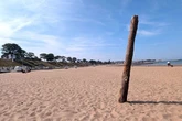 Mysterious tree appears on popular tourist beach and no one knows how it got there