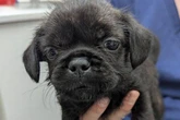 Abandoned puppies found in black bin bag in roasting 30C heatwave