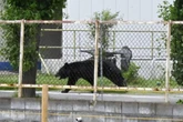 'Clever' bear that can use tap and open windows on rampage despite being shot with tranq