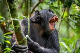 What to do if a face-ripping, bone-biting monkey attacks you – and who would win