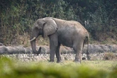 'World's loneliest elephant' dies in isolation after battling fatal virus