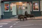 Wild boars take a stroll past The Golden Lion pub in Cinderford, Glos