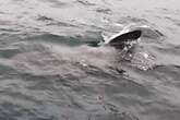 Mystery as 30ft basking shark spotted off UK coast as beachgoers warned to steer clear