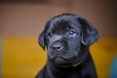 Fears 'gorgeous' dog wanting a home will be overlooked for heartbreaking reason