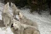 Howling pack of nine wolves surround couple's cabin at night – one selfie is wild