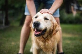 Dog owners say their pet has 'sixth sense' for human emotions, study finds