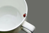 Brits warned to act quickly if they see ladybird in their home as 'invasion' hits