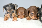 Sausage dogs crowned the nation's top pet as demand for British Bulldogs nosedives