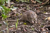 Keep rats from ruining your garden by planting these 3 plants now