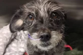 Little dog's organs spill out on street after 'worst attack vets had ever seen'