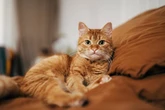 10 key signs your pet could be experiencing gut health problems - and how to help