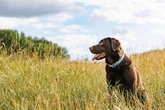 Warning signs of poor gum health every dog owner should look out for