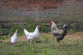 UK chicken shortage warning as extreme heatwave threatens food supply