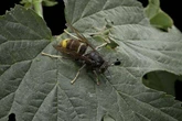 Yellow-legged hornets pose 'significant threat' as Brits urged to do two things