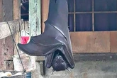 Viral 'human-sized' bat that 'doesn't shy away from people' facing extinction