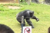 Screams as famous gorilla hurls rock into crowd at zoo hitting man on head
