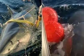 Gleeful boffins say largest great white shark ever recorded 'Contender' now threatens UK waters