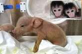 Pig monkey hybrids freak people out as China world first leaves people asking same thing