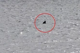 Shark fin feet from shore terrifies beach-goers who feared 'great white' sea beast