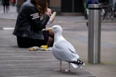 Man 'punched' seagull and 'stuffed it into fence' as both wings broken