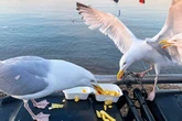 Seagulls have evolved to become better at stealing chips and are now 'really good' at it