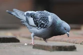 Gardeners told to plant one flower colour to stop pigeons landing in their garden