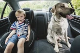 Drivers risk £5,000 fines for mistake when taking dog in their car