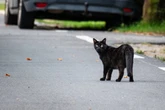 Department for Transport issues update over calls for new law for drivers who hit cats