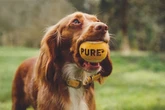 Pet owners save 40% off 89p-per-day dog food service that makes 'life easier'