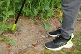 Gardeners praise 'game changer' tool that roots out huge weeds