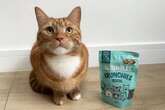 'Silent epidemic' affecting thousands of cats can be treated using £2 treats