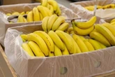 Tesco brings in change for shoppers taking bananas to till in UK supermarkets