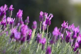 Gardening expert's 'simple' homemade recipe to make lavender 'bloom all year'