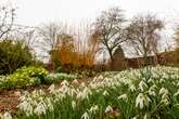 The 'glorious' Gardeners' World winter walk with 9,000 snowdrops and a free breakfast