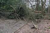 'Iconic trees' fall in 'magical' Midlands park as storm devastation likely to cost 'thousands'