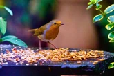 Robins struggling in summer – the one food UK garden birds need in July
