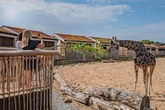 Chester Zoo unveils first look at new luxury wildlife lodges with giraffes and zebras