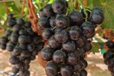 New 'superfruit' in UK 'balances blood sugar and helps weight loss'