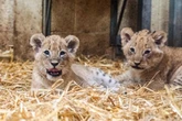Adorable moment newborn lion cub tries out a roar just days after its birth