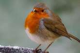 UK households who spot robin in garden during January or February 'warned'