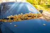 Drivers issued little-known 'wet leaves' warning ahead of £2,500 fines
