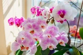 Woman shares 'one week later' hack to help orchids bloom using common kitchen staple