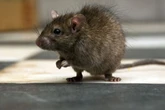 UK households told to 'seal entrances' as giant rats sweep England in epidemic