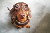 UK dog owners 'unaware' of barking rule which could see them fined £1,000